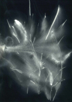http://www.actionaqua.com/files/gimgs/th-113_bodensee  7invert.jpg